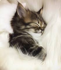 Construct Your Web Site With Choices By Contract Cute Kittens Komik Hayvanlar Kedi Esprileri