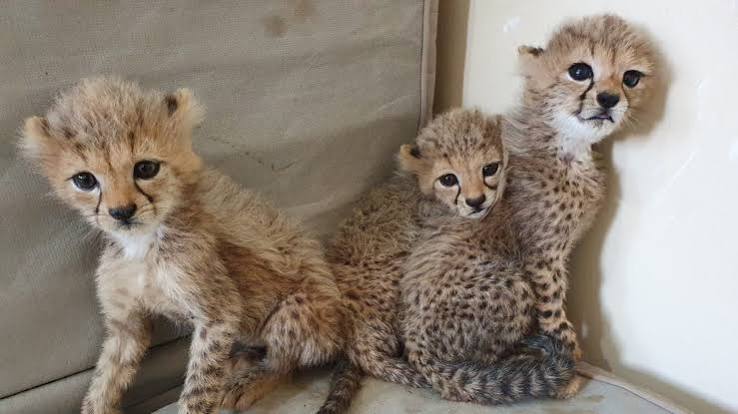 On the Hunt: The Effort to Track the Illegal Cheetah Trade