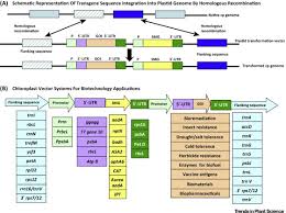 Also, they have a eukaryotic alga that conducts photosynthesis. The Engineered Chloroplast Genome Just Got Smarter Trends In Plant Science