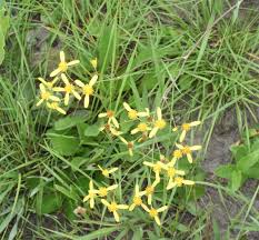 Image result for Senecio latifolius