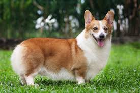 Pembroke Welsh Corgi May Not Be The Right Breed For You Description From Nextdaypets Com I Searched Fo Welsh Corgi Puppies Pembroke Welsh Corgi Puppies Corgi