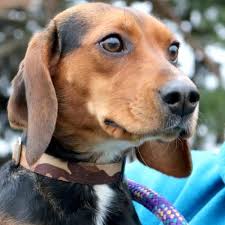 Black And Tan Coonhound Beagle Mix Hi I M Kimber I M A 8 Month Old Spayed Female Tricolor Tan Brown Black White Beagle Mix Beagle Dog Beagle Black And White Beagle