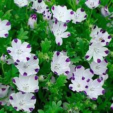Loading Catalog Flowers Perennials Beautiful Flowers Perrenial Flowers