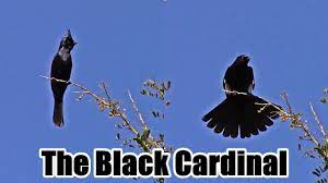 Maybe you would like to learn more about one of these? Black Cardinal Call Phainopepla Saguaro National Park Youtube
