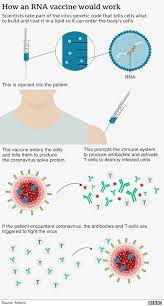 Do the covid vaccines not only keep the person from getting sick, but also from spreading the virus if exposed? Moderna Covid Vaccine Shows Nearly 95 Protection Bbc News