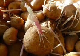 Un Moyen Simplissime D Empecher Les Pommes De Terre De Germer Potagers Pinterest