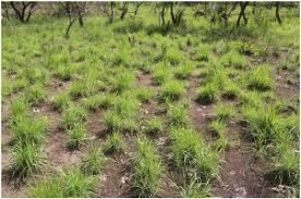 Image result for Andropogon canaliculatus