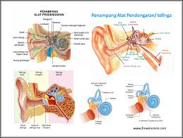 Hasil gambar untuk indra pendengaran pada manusia