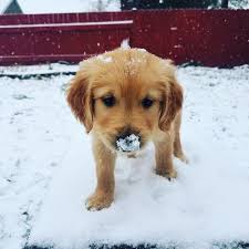 Sharon Schroder (@schroder_sharon)