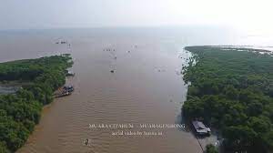 Muara sungai berfungsi sebagai pengeluaran 4. Muara Sungai Citarum Muaragembong Youtube