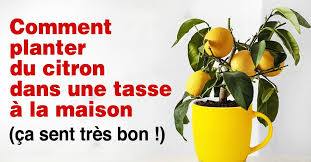 Oui Il Est Possible De Faire Pousser Du Citron Dans Une Tasse A La Maison En 2020 Citron Faire Pousser Un Citronnier Graines De Citron