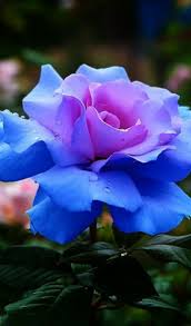 La Signification Des Roses Quelle Couleur De Roses Offrir Fleur Amour Idees De Jardin Fleur Belles Fleurs
