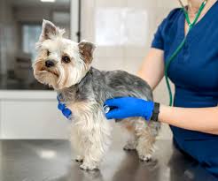 Your compassionate and friendly veterinary team is here to answer any questions you might have because we want what you want: Vet In West Chester West Chester Veterinary Medical Center