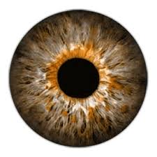 Pin On Halloween Contact Lenses