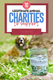 10 Best Animal Charities Of 2018 Animal Charities Dog Charities Charity