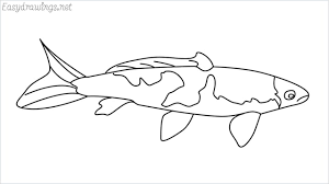 Step:1 draw the shape of koi fish How To Draw A Koi Fish Step By Step 9 Easy Phase