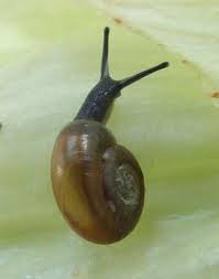 Image result for Oxyrhachis gracillima