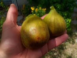 Valeur nutritive de la figue. Vertus De La Figue Fruit Du Ficus Carica Site Officiel De La Ronce Et L Ortie