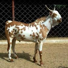 Barbari Goat Prof U K Atheya Dairy Animal India