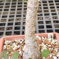 Image result for Monadenium torrei