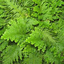 Image result for Selaginella tenerrima