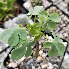 Image result for Adenia glauca