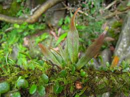 Image result for Belvisia