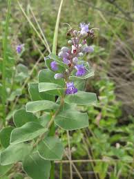 Image result for Vitex fischeri