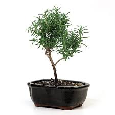 Image result for rosemary bonsai