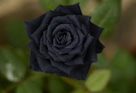 Choose from thousands of unique designs created by our talented team of independent designers. 11 Types Of Black Flowers Proflowers Blog