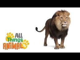 Lions Animal Videos For Children And Kids Preschool Kindergarten Learning Youtube Animal Tv Animals For Kids Animal Gifs