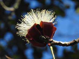 Image result for Bombax rhodognaphalon