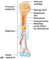 Vector diagram for your design, educational. Skeletal System Functions Structures Pt Skills