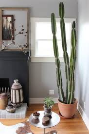 How To Grow Cacti Indoors Another In Honor Of Granny A Back Half Wall Of Cacti Sitting On Top I Will Have Indoor Cactus Plants Indoor Cactus How To Grow Cactus
