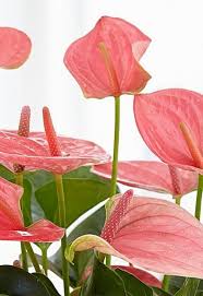 Image result for eustoma flamenco