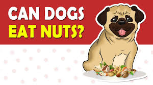 Oatmeal is a great option for dogs with grain or wheat sensitivities. Can Dogs Eat Oatmeal Petmoo Dogfoodguide Youtube