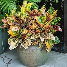 For indoor growing, use a large container with unobstructed holes in the bottom and a. Get Incredible Color From Your Tropical Croton Plants Perfect As A Potted Container Plant On Your Patio Grows Anywher Croton Plant Container Gardening Plants
