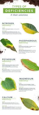 Types Of Plant Deficiencies Homemade Plant Food Plant Deficiencies Plants