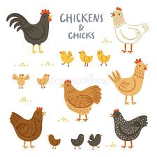 Chickens And Chicks Illustration Set Chickens And Chicks Illustration Collectio Aff Chicks Ch Rooster Illustration Chicken Illustration Chicken Drawing