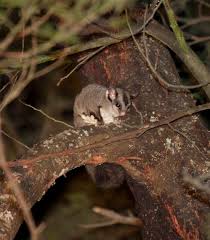 Petaurus Breviceps Sugar Glider