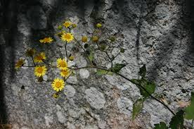 Image result for Anisopappus kirkii