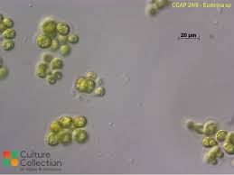 Image result for Eureiandra sp. A
