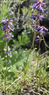 Image result for Secamone punctulata