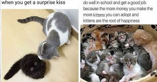 Pampurr Yourselves With Twenty Five Caturday Cat Memes In 2020 Cat Memes Caturday Adorable Kitten