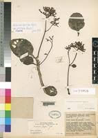 Image result for Kalanchoe lateritia