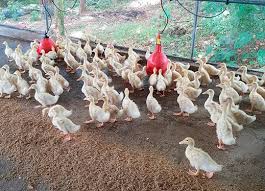 Check spelling or type a new query. Star 53 Ducks In Mauritius Grimaud Freres