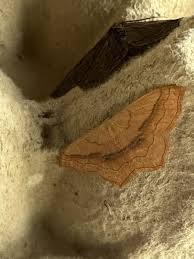 Image result for Timandra griseata