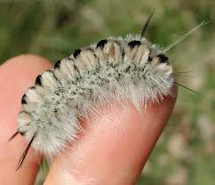 Maybe you would like to learn more about one of these? Hickory Tussock Moth Lophocampa Caryae Caterpillar One Of God S Little Folk An All Creatures Photo Gallery Creation Earth Environment Ecology Plants Trees Animal Animals Fine Art Watercolor Painting Paintings