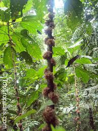 Image result for Urera