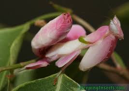Rather, they perch all alone on green vegetation, looking enough like a flower that pollinators. Orchid Mantis Hymenopus Coronatus Keeping Insects